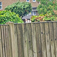 Nova is registered to the contest to win money with this photo: cat, curious, fence, wooden_fence, greenery, bushes, suburban, house, outdoor, peek, animal, ears, eyes, nature, daylight, quiet, stealthy, pet, mammal, garden