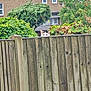 animal, bushes, cat, curious, daylight, ears, eyes, fence, garden, greenery, house, mammal, nature, outdoor, peek, pet, quiet, stealthy, suburban, wooden_fence