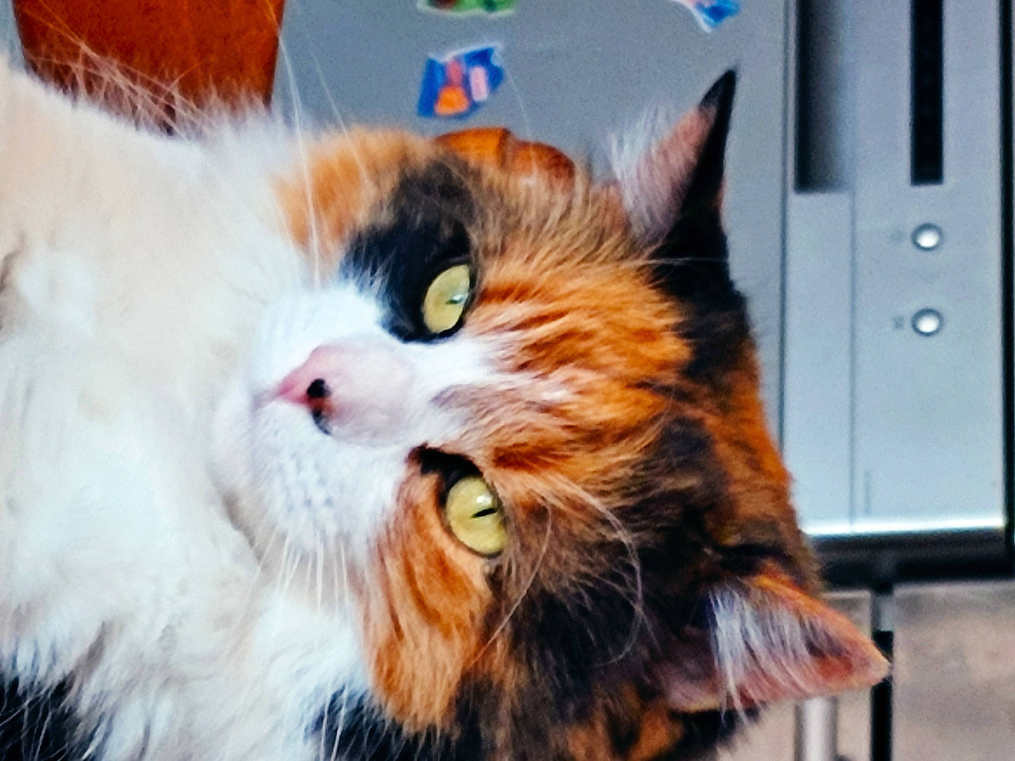 Liloup participe au concours pour gagner de l'argent avec cette photo : carnivore, cat, domestic_short_haired_cat, felidae, fur, home_appliance, plant, small_to_medium_sized_cats, snout, tail, terrestrial_animal, whiskers, window