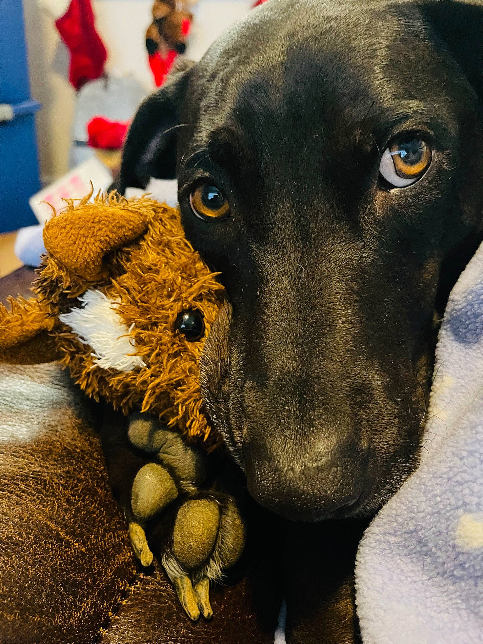 Ander joined the competition — help win amazing prizes! borador, canidae, carnivore, close_up, collar, companion_dog, dog, dog_breed, ear, fawn, fur, paw, pet_supply, snout, sporting_group, stuffed_toy, terrestrial_animal, toy, whiskers, working_animal