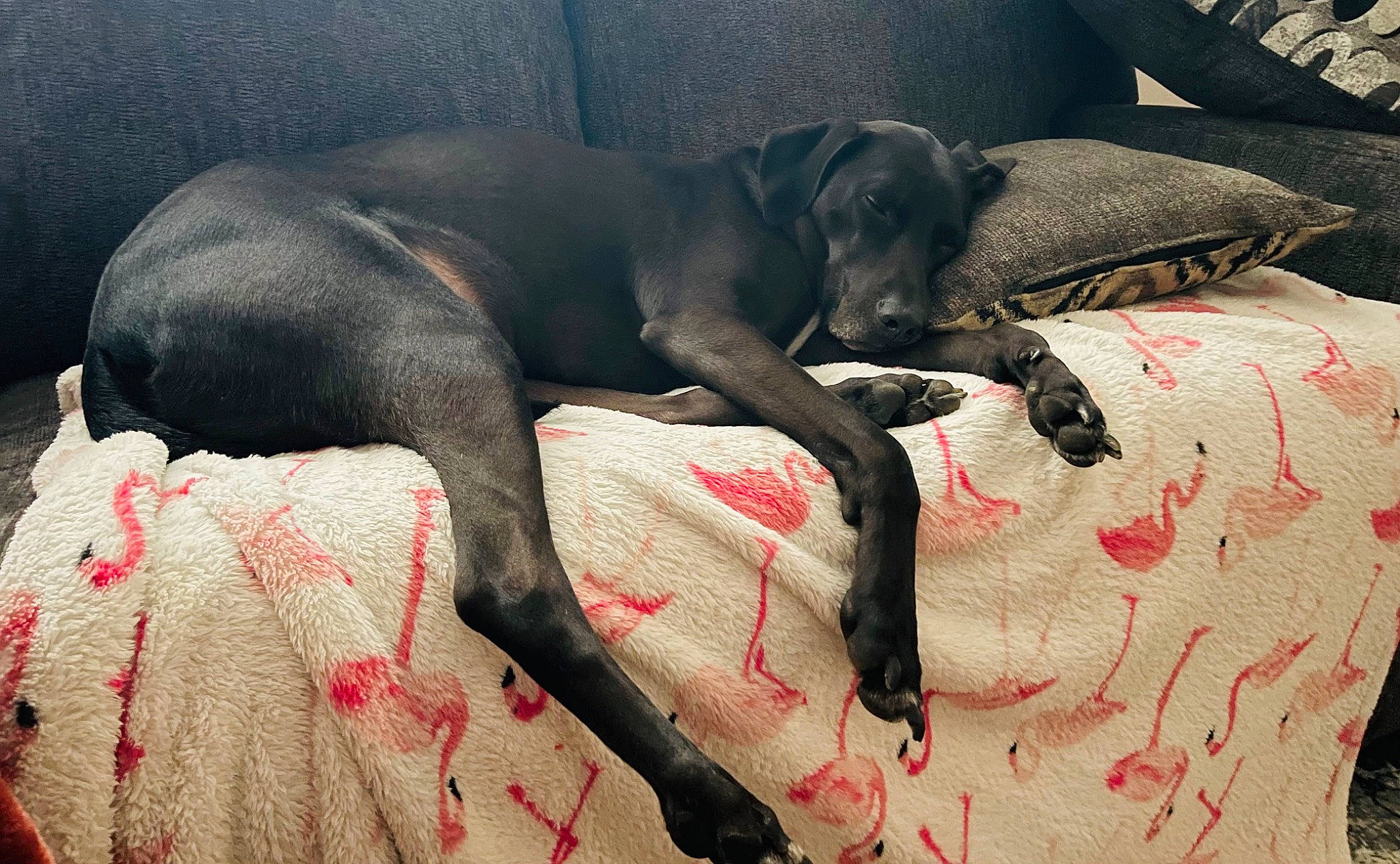 Ander joined the competition — help win amazing prizes! canidae, carmine, carnivore, comfort, companion_dog, dog, dog_breed, dog_supply, fawn, grey, guard_dog, linens, liver, nap, non_sporting_group, snout, sporting_group, tail, terrestrial_animal, working_animal