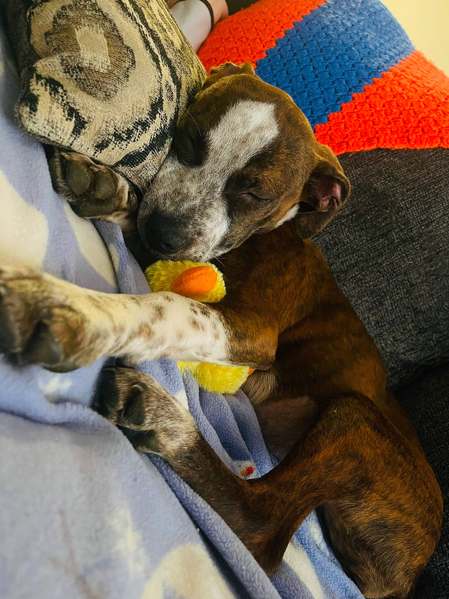 Raya is registered to the contest to win money with this photo: carnivore, cat, comfort, companion_dog, domestic_short_haired_cat, electric_blue, fawn, felidae, fur, grey, hat, human_leg, lap, linens, paw, small_to_medium_sized_cats, stuffed_toy, tail, textile, whiskers