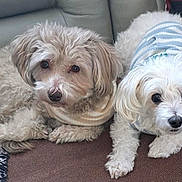 Skippy-Luigi is registered to the contest to win money with this photo: animal, beige_dog, companion, couch, cozy, cute, dog, domestic, friendship, fur, furry, household, indoor, looking_at_camera, pets, relaxed, resting, small_dog, sweater, white_dog