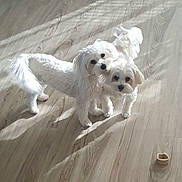 Bianca joined the competition — help win amazing prizes! dog, white_dog, pet, indoor, wooden_floor, two_dogs, fluffy, cute, animal, companion, flooring, playful, treat, looking_at_camera, curious, small_dog, domestic_animal, friendship, shadow, light