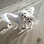 dog, white_dog, pet, indoor, wooden_floor, two_dogs, fluffy, cute, animal, companion, flooring, playful, treat, looking_at_camera, curious, small_dog, domestic_animal, friendship, shadow, light