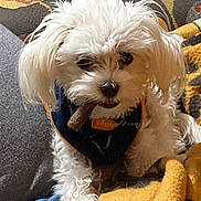 Leo joined the competition — help win amazing prizes! dog, white_dog, small_dog, pet, bandana, treat, couch, blanket, indoor, cozy, fur, cute, canine, companion, animal, relaxed, home, resting, furniture, snack