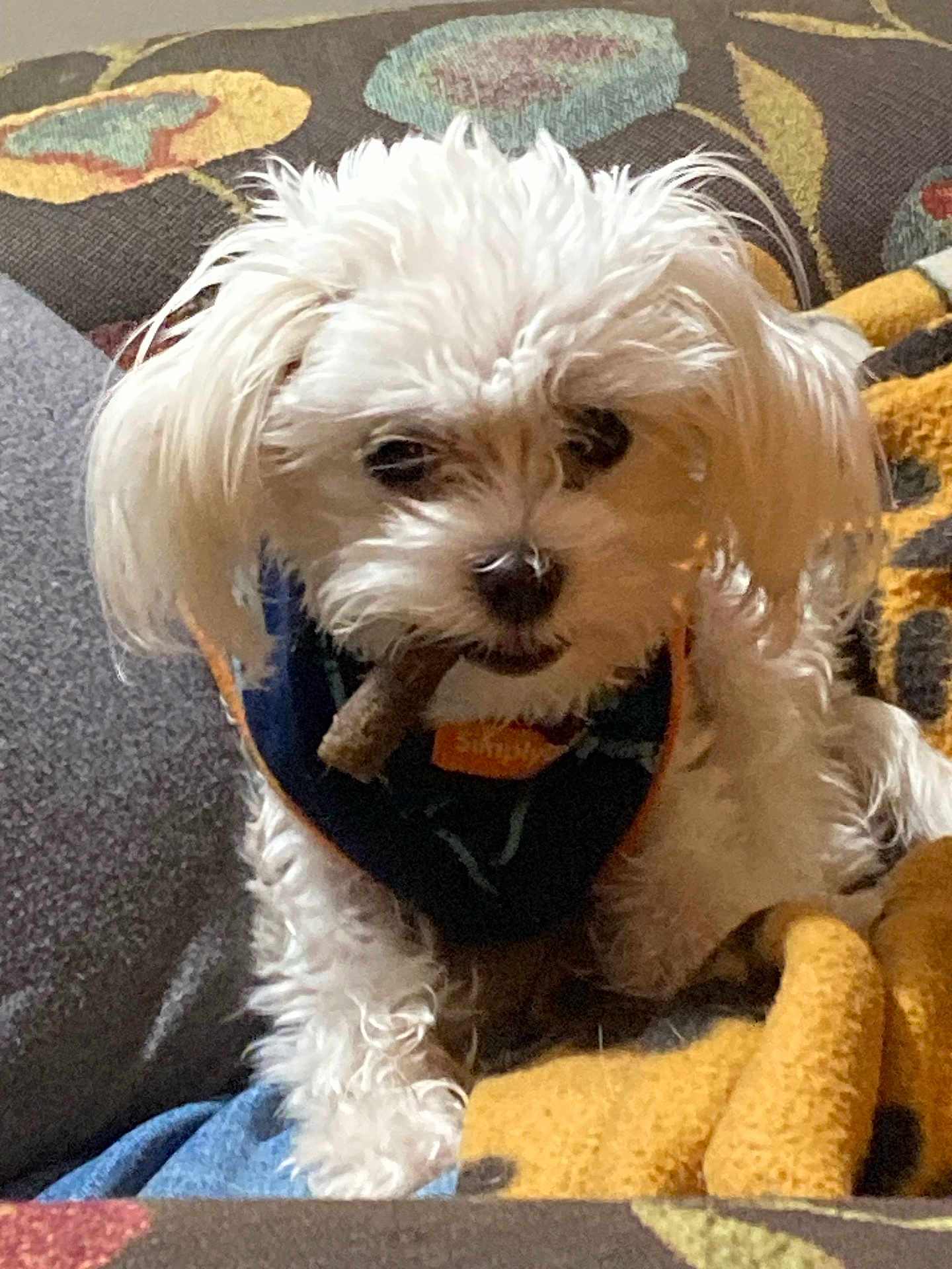 Leo