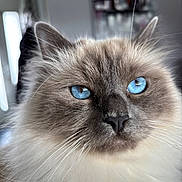 Zack participe au concours pour gagner de l'argent avec cette photo : cat, blue_eyes, fluffy, close_up, portrait, indoor, whiskers, feline, soft_fur, animal, pet, cute, domestic_cat, face, ears, nose, long_hair, muzzle, curious, calm