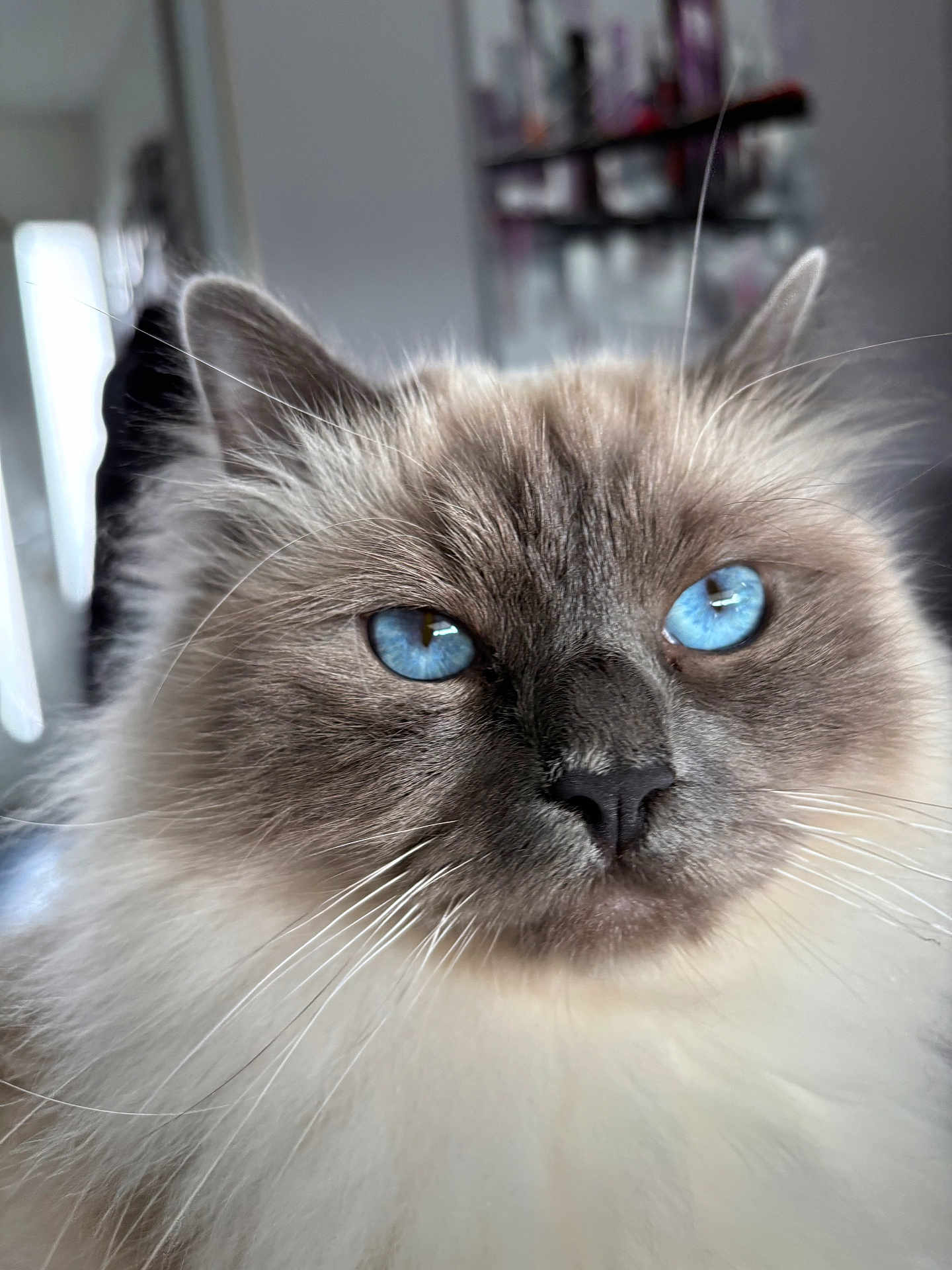 Zack participe au concours pour gagner de l'argent avec cette photo : cat, blue_eyes, fluffy, close_up, portrait, indoor, whiskers, feline, soft_fur, animal, pet, cute, domestic_cat, face, ears, nose, long_hair, muzzle, curious, calm