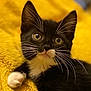 kitten, cat, black_and_white, whiskers, pink_nose, yellow_blanket, cozy, cute, pet, animal, feline, fur, close_up, indoor, young, small_paw, relaxed, soft_texture, portrait, curious