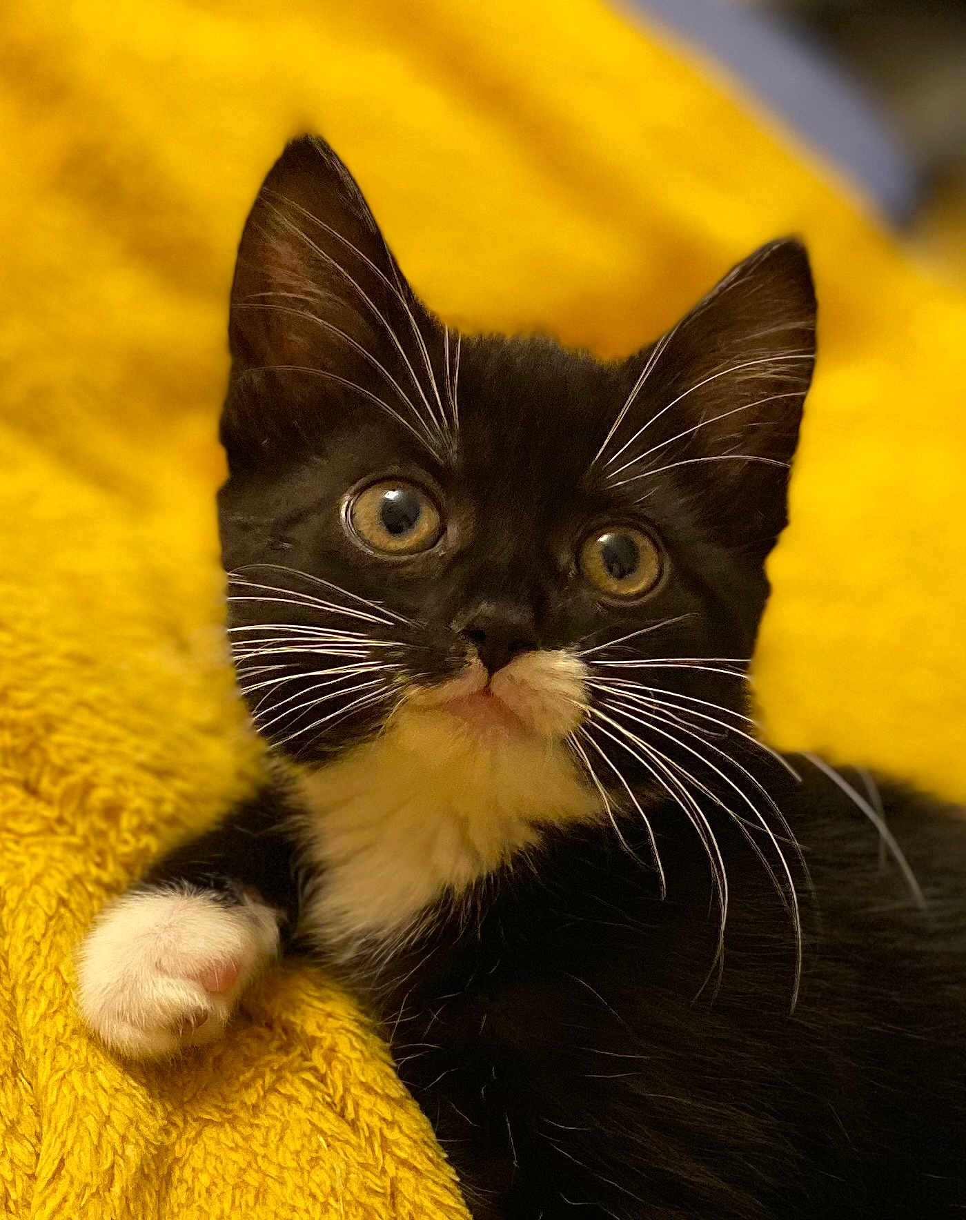 Mia joined the competition — help win amazing prizes! kitten, cat, black_and_white, whiskers, pink_nose, yellow_blanket, cozy, cute, pet, animal, feline, fur, close_up, indoor, young, small_paw, relaxed, soft_texture, portrait, curious