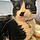 Kitler