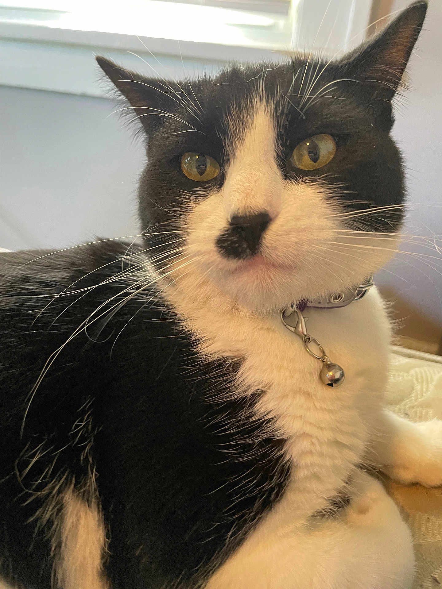 Kitler