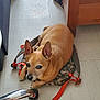 dog, pet, tan_dog, floor, backpack, orange_leash, tile_floor, indoor, furniture_leg, curious, lying_down, small_dog, ears_up, looking_at_camera, domestic_animal, companion, animal, resting, home, cozy