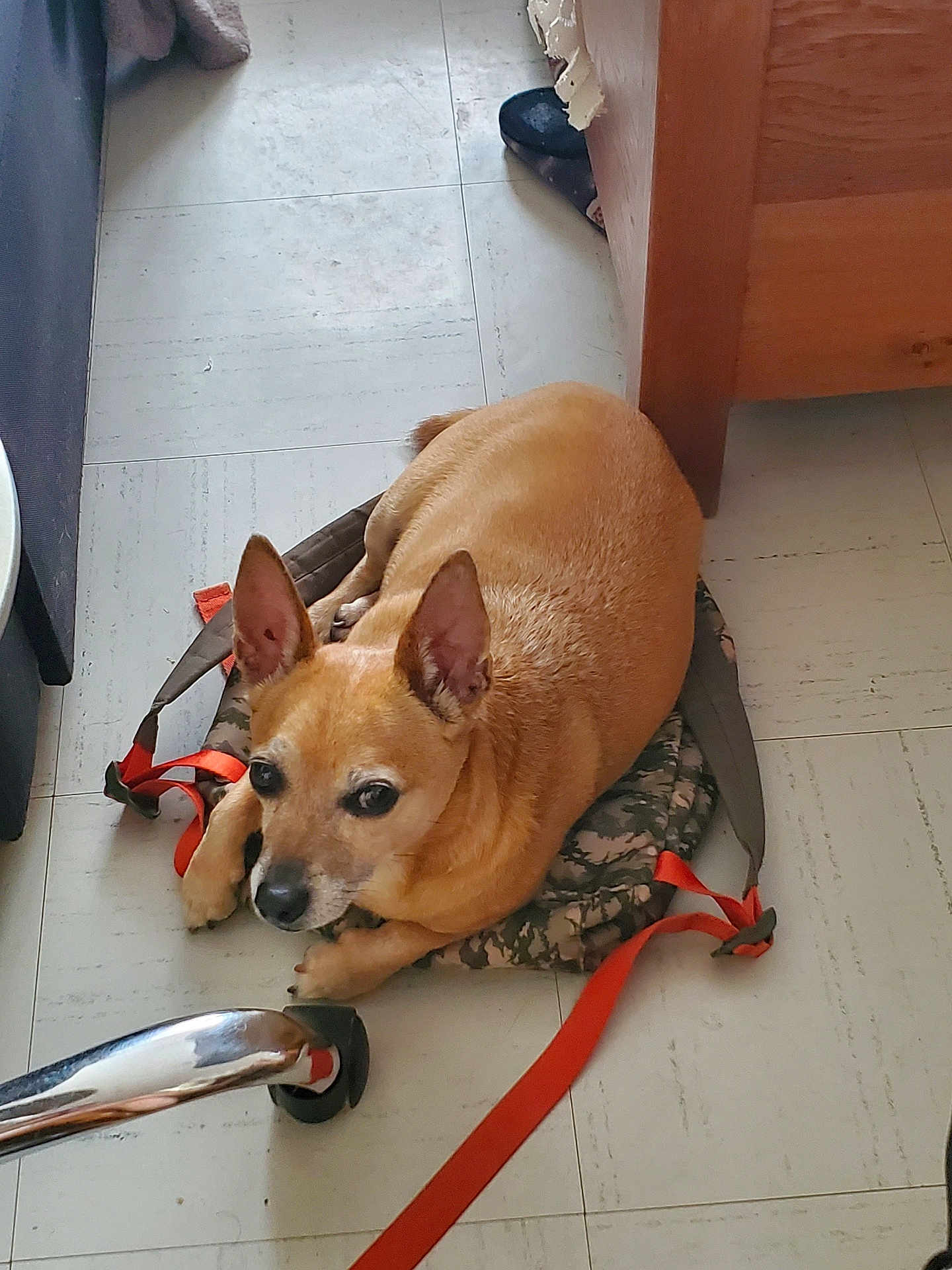 Toy