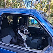 Sam is registered to the contest to win money with this photo: animal, black_and_white, calm, canine, companion, daylight, dog, friendly, interior, looking, nature, open_window, outdoor, parked, pet, seat, trees, truck, vehicle, window