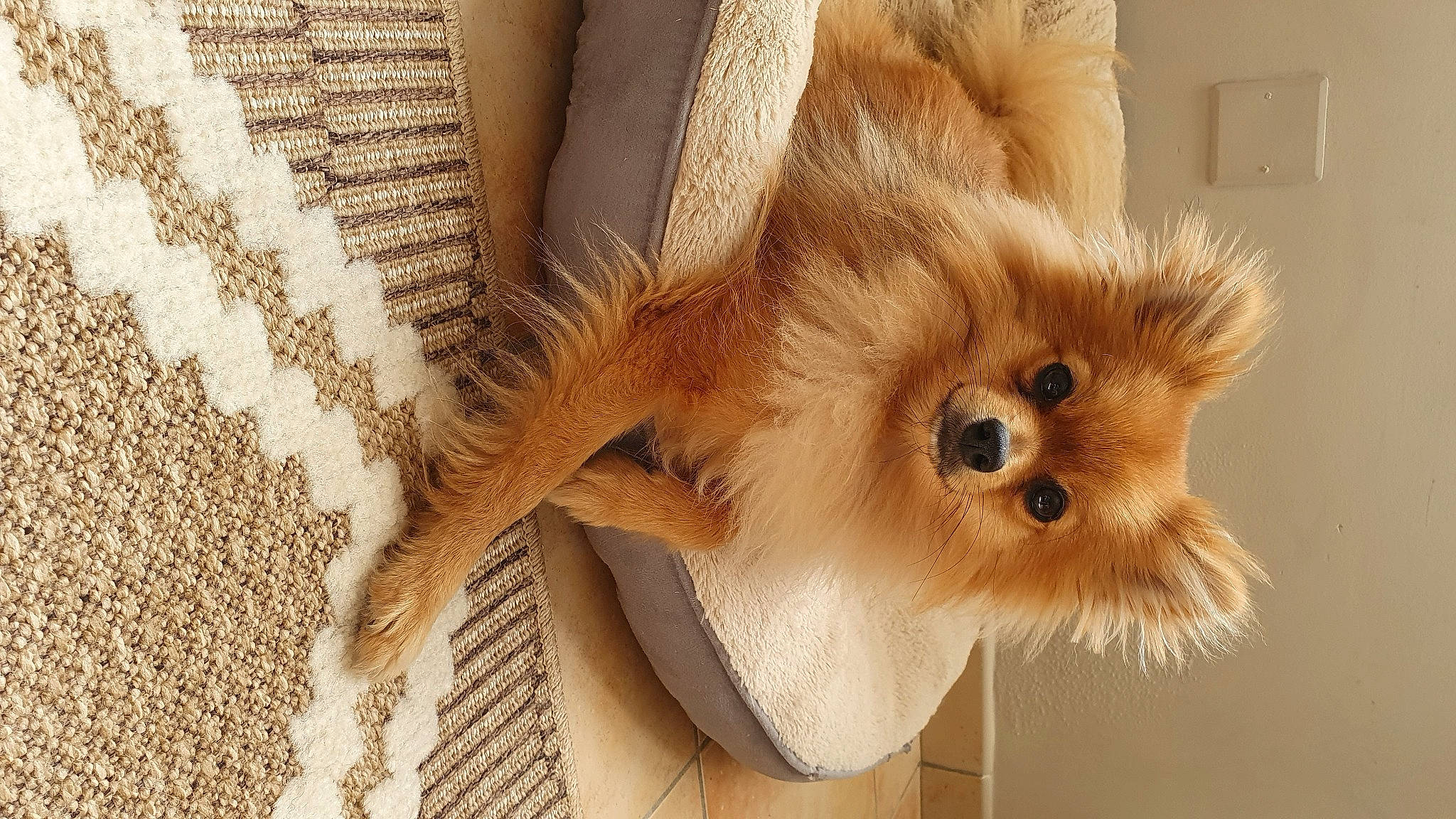 Taïko participe au concours pour gagner de l'argent avec cette photo : canidae, carnivore, companion_dog, dog, dog_breed, dog_supply, fawn, fur, german_spitz, german_spitz_klein, german_spitz_mittel, liver, snout, spitz, sporting_group, toy_dog, volpino_italiano, whiskers, wood, working_animal