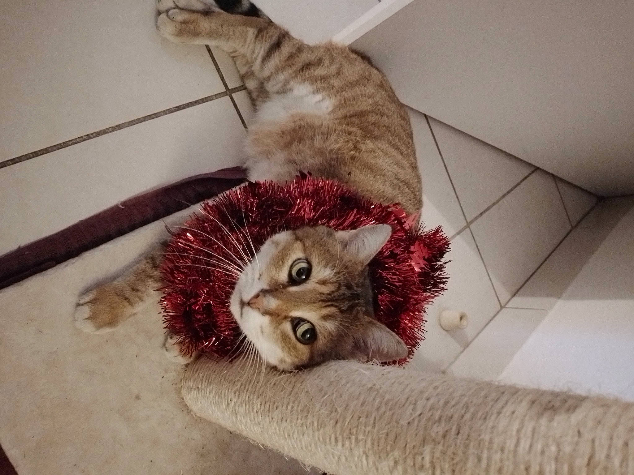 Ronaldo a rejoint le concours — aidez-le/la à gagner de superbes lots ! canidae, carnivore, cat, claw, domestic_short_haired_cat, fashion_accessory, fawn, feather, felidae, flooring, fur, linens, paw, plant, room, small_to_medium_sized_cats, snout, tail, whiskers