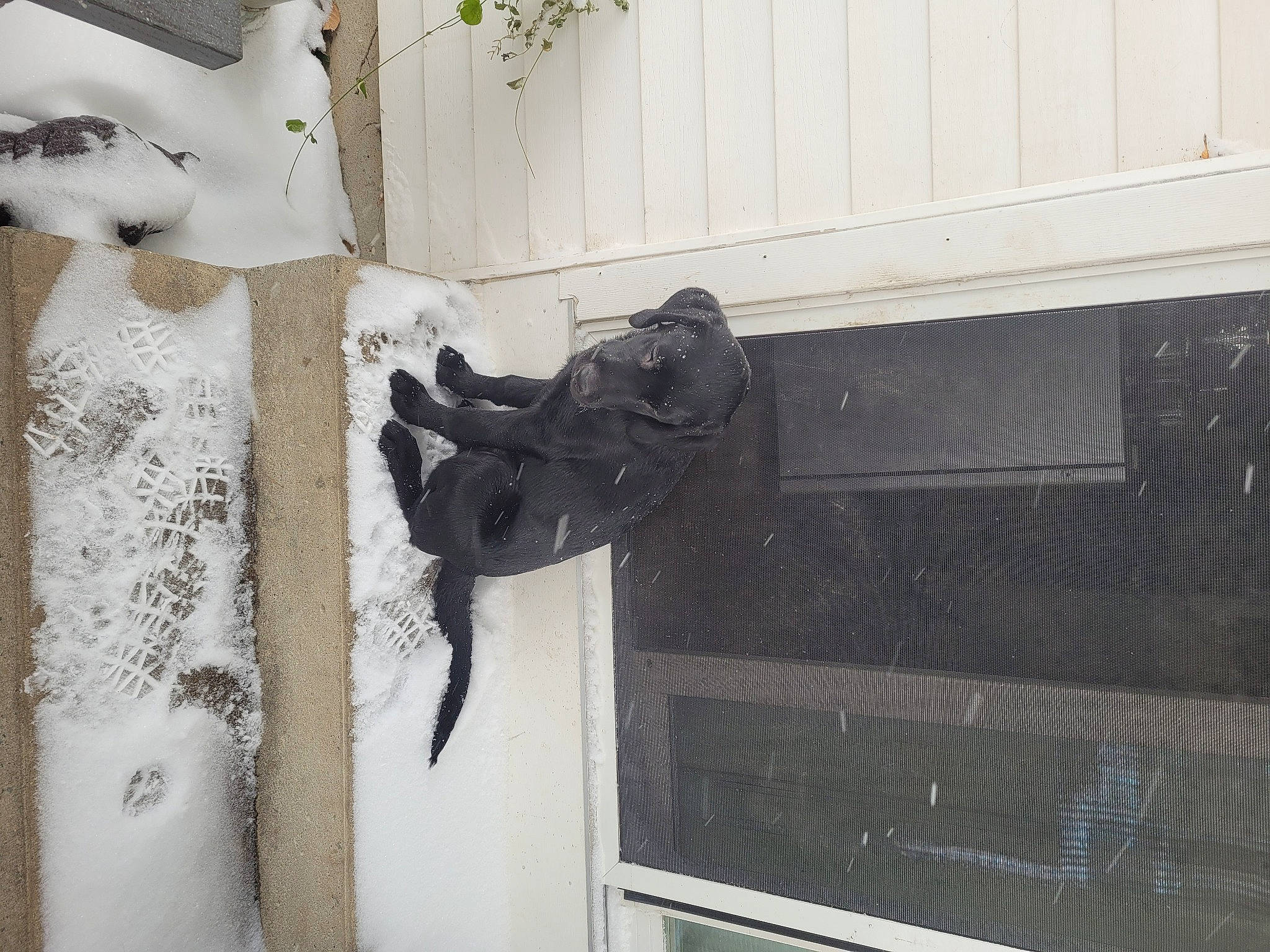 Piper is registered to the contest to win money with this photo: art, door, door_handle, facade, fur, house, metal, sash_window, sculpture, tail, visual_arts, window, window_treatment, wood