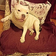 Lovey joined the competition — help win amazing prizes! animal, blanket, brown_mark, chair, comfort, cushion, dog, domestic, ears, furniture, home, indoor, nose, paw, pet, portrait, relaxed, sitting, white_fur, wood_floor