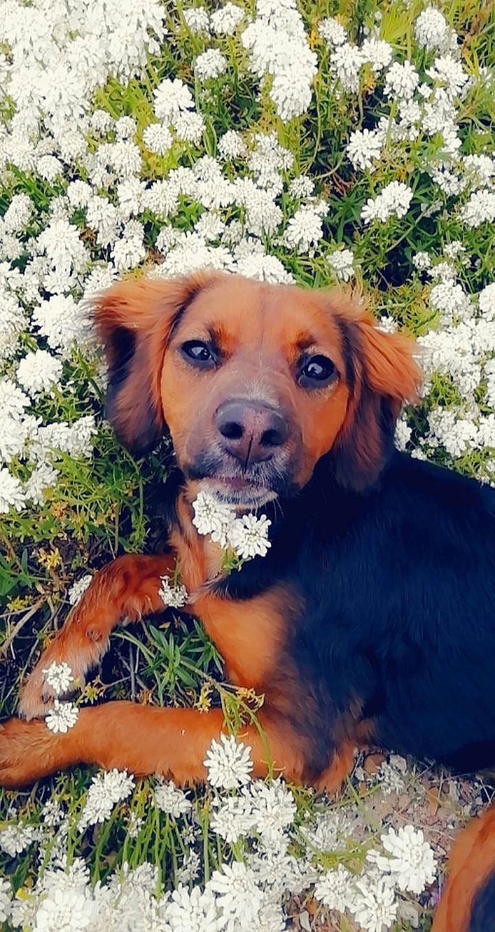 Cooky a rejoint le concours — aidez-le/la à gagner de superbes lots ! canidae, carnivore, companion_dog, dog, dog_breed, flower, hound, hunting_dog, mammal, plant, polish_hound, puppy, rare_breed_dog, rhodesian_ridgeback, sporting_group, vertebrate