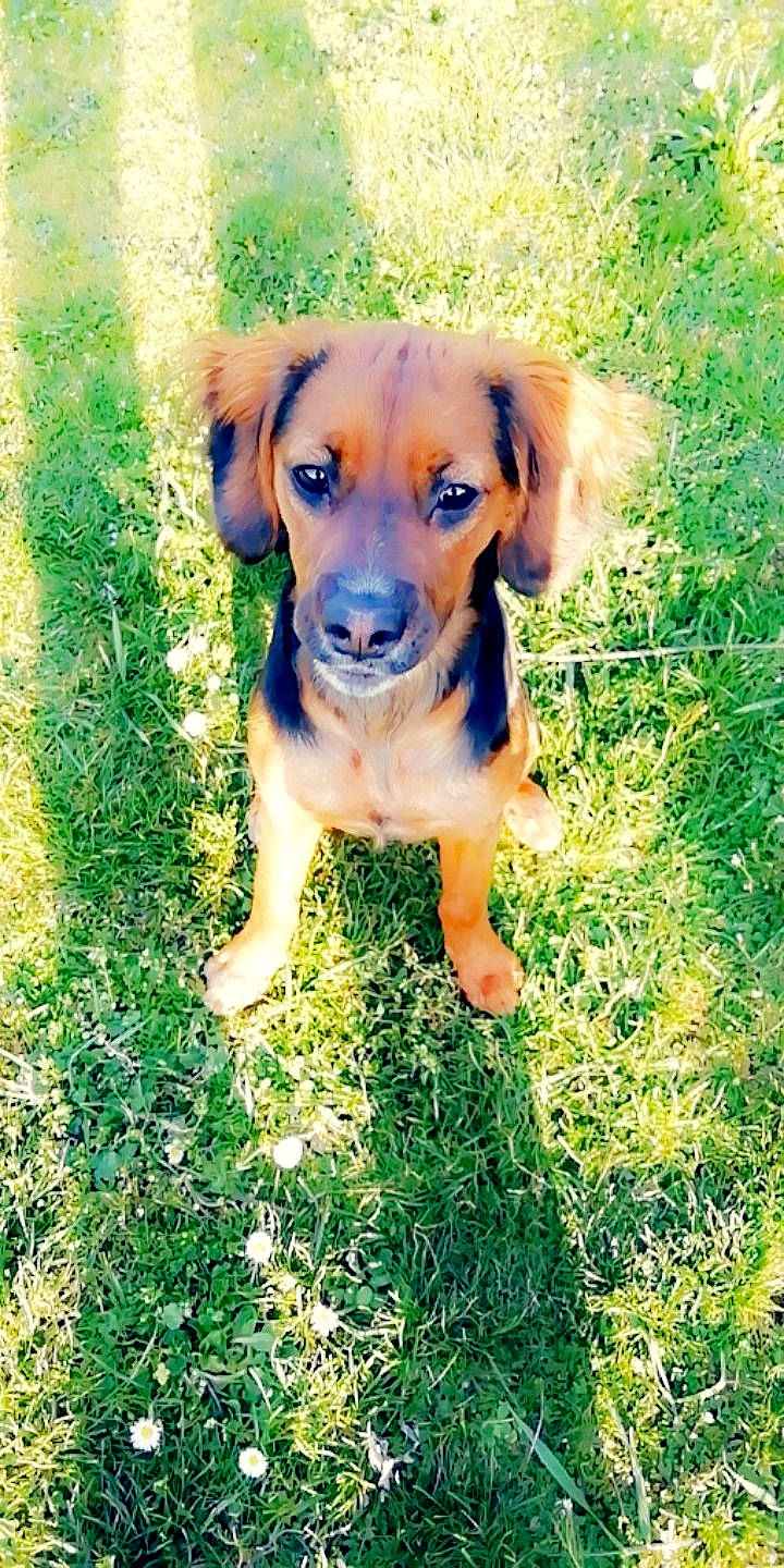 Cooky a rejoint le concours — aidez-le/la à gagner de superbes lots ! beagle, canidae, carnivore, companion_dog, dog, dog_breed, fawn, grass, hound, mammal, puppy, rare_breed_dog, sporting_group, vertebrate