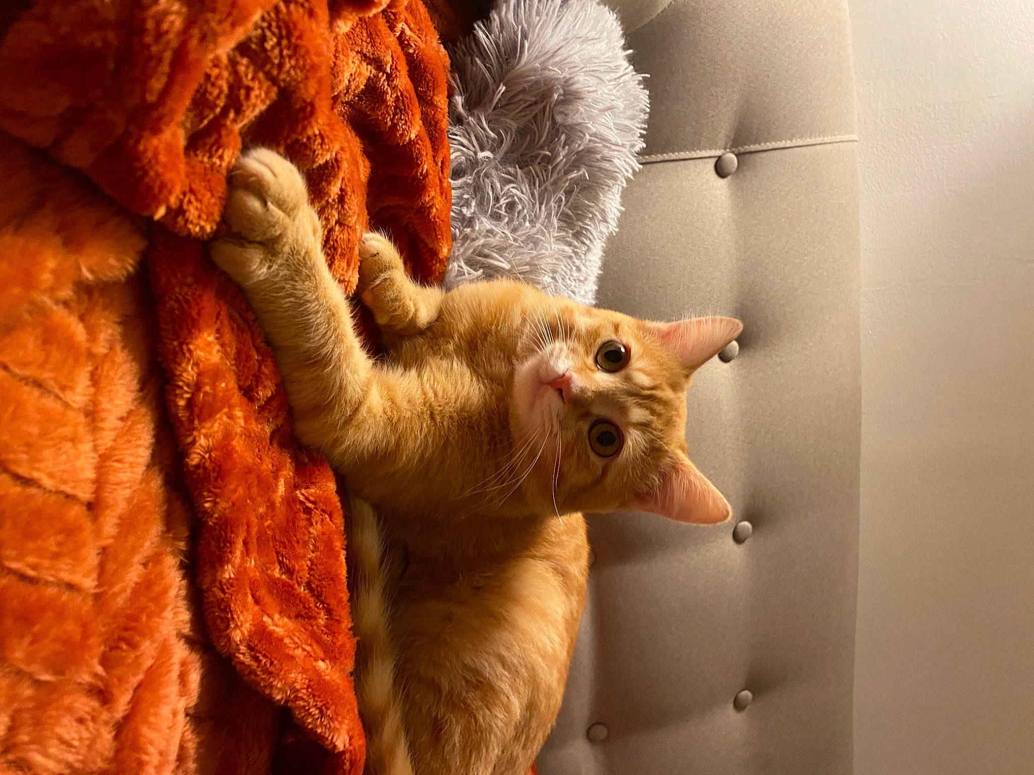 Rouxy participe au concours pour gagner de l'argent avec cette photo : carnivore, cat, claw, close_up, domestic_short_haired_cat, fawn, felidae, foot, fur, gesture, orange, paw, peach, small_to_medium_sized_cats, snout, tail, terrestrial_animal, whiskers, wildlife, wood