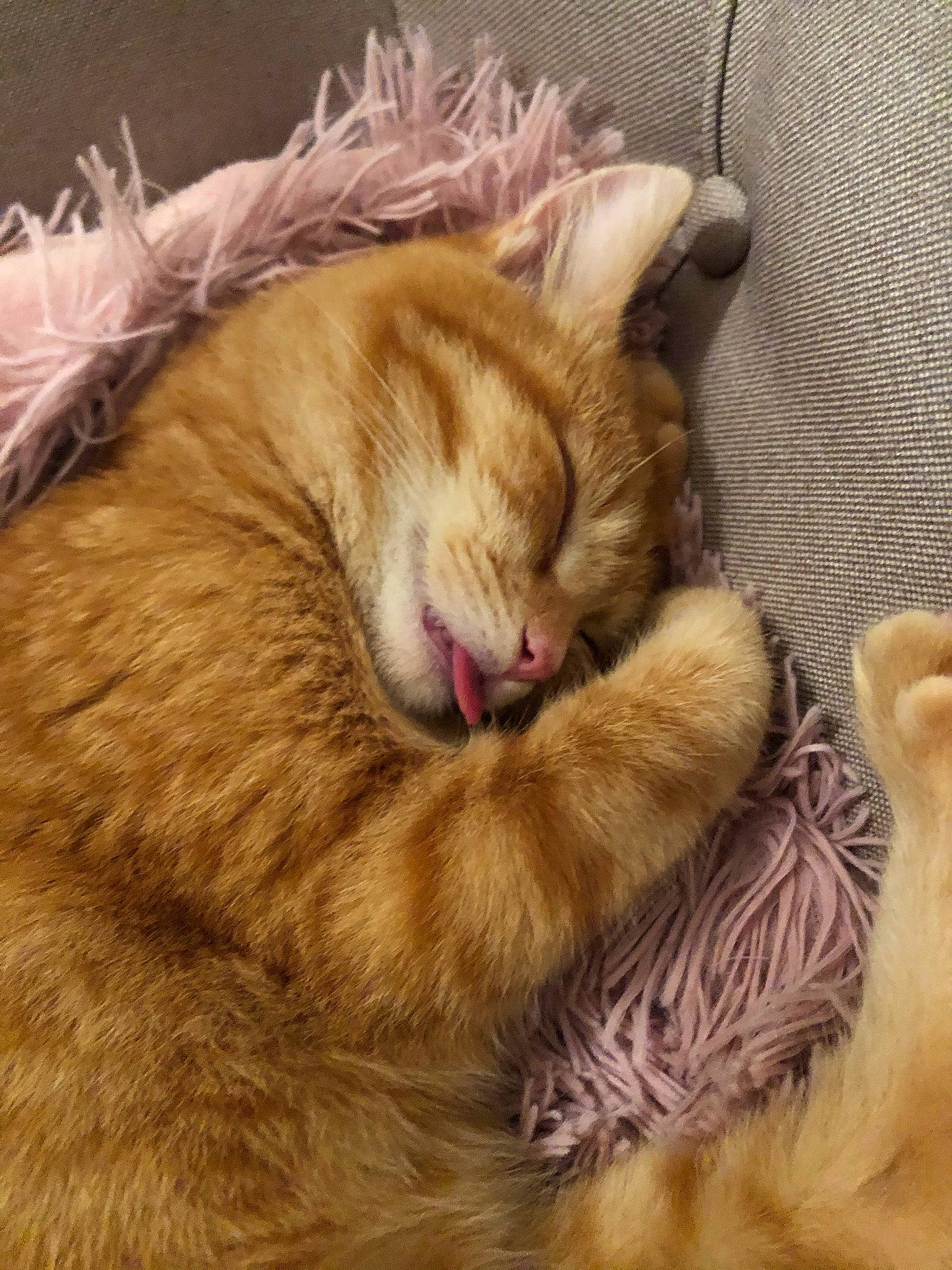 Rouxy a rejoint le concours — aidez-le/la à gagner de superbes lots ! carnivore, cat, close_up, facial_expression, fang, fawn, felidae, fur, nap, natural_material, paw, sleep, small_to_medium_sized_cats, snout, tongue, whiskers, yawn