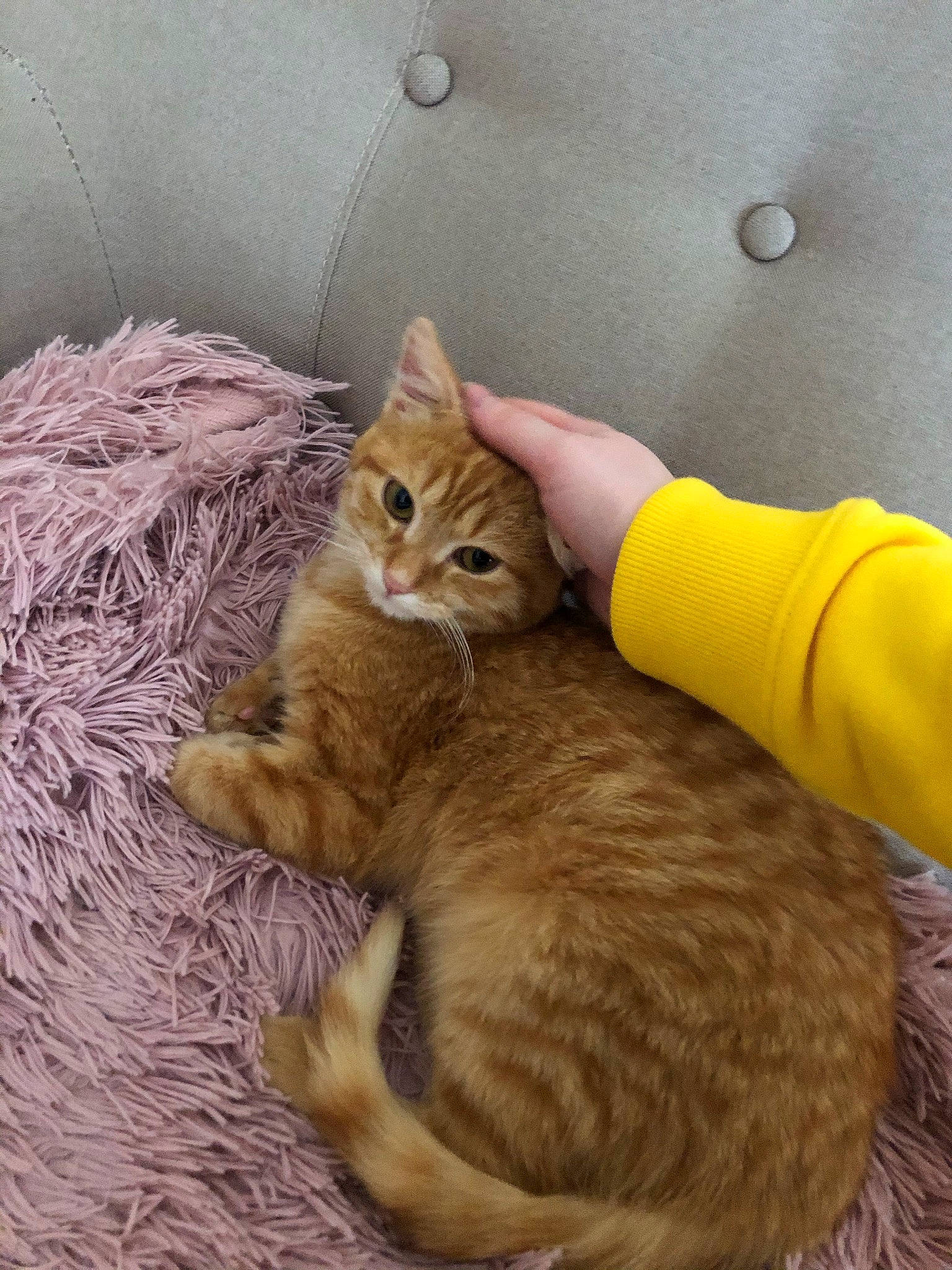 Rouxy a rejoint le concours — aidez-le/la à gagner de superbes lots ! carnivore, cat, domestic_short_haired_cat, fawn, felidae, fur, paw, pet_supply, small_to_medium_sized_cats, stuffed_toy, tabby_cat, tail, vertebrate, whiskers, yellow