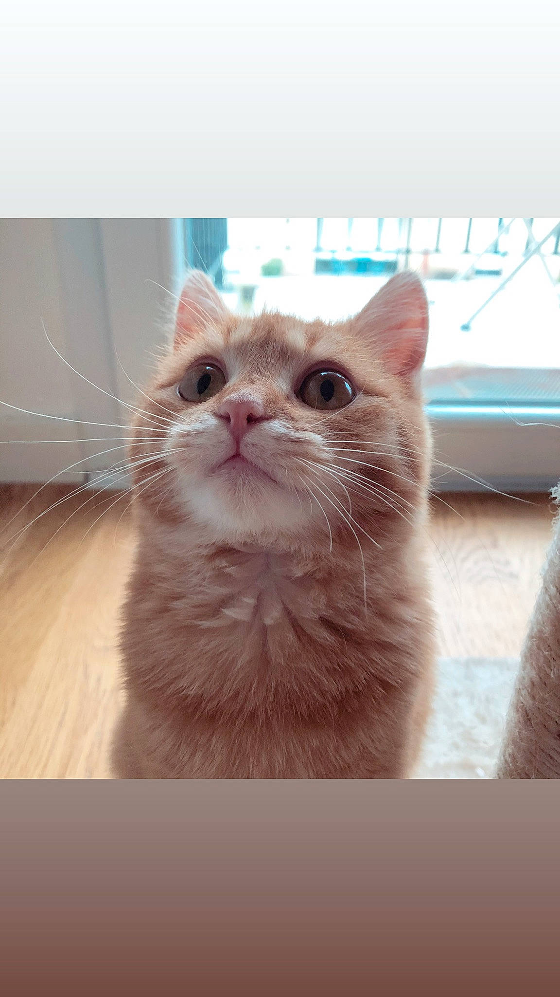 Rouxy a rejoint le concours — aidez-le/la à gagner de superbes lots ! beige, carnivore, cat, domestic_short_haired_cat, fawn, felidae, fur, iris, kitten, liver, peach, pet_supply, skin, small_to_medium_sized_cats, snout, vertebrate, whiskers