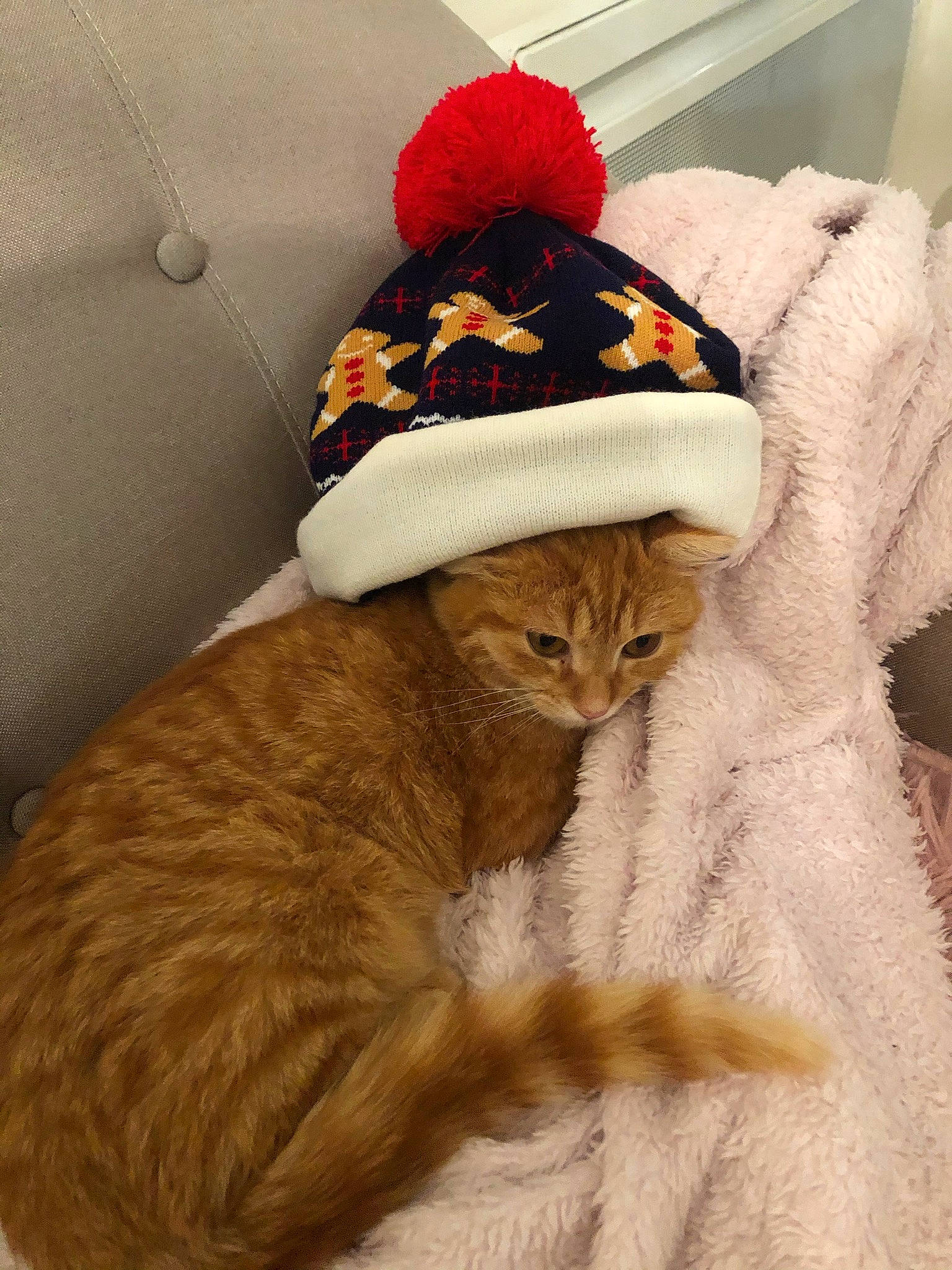 Rouxy a rejoint le concours — aidez-le/la à gagner de superbes lots ! bonnet, carnivore, cat, coquelicot, costume_accessory, costume_hat, fawn, felidae, fur, liver, small_to_medium_sized_cats, snout, tail, terrestrial_animal, textile, thread, vertebrate, whiskers, wool, woolen