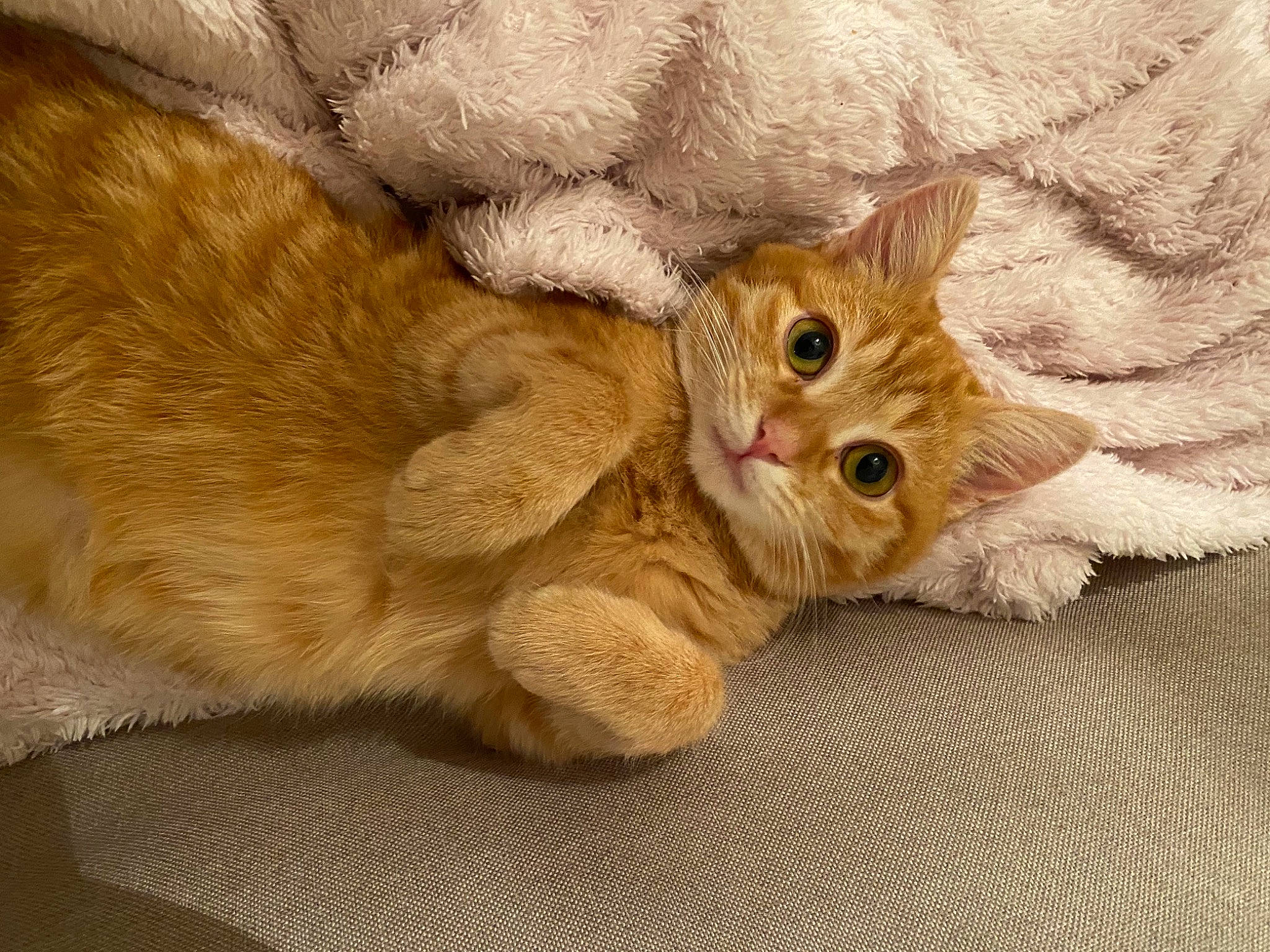 Rouxy a rejoint le concours — aidez-le/la à gagner de superbes lots ! beige, carnivore, cat, claw, comfort, domestic_short_haired_cat, fawn, felidae, fur, kitten, paw, peach, small_to_medium_sized_cats, tail, vertebrate, whiskers