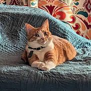 Kibiddie joined the competition — help win amazing prizes! cat, orange_cat, white_cat, pet, indoor, quilt, blue_quilt, curtains, patterned_curtains, cozy, relaxed, feline, collar, tag, fur, animal, cute, alert, sitting, home