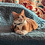 cat, orange_cat, white_cat, pet, indoor, quilt, blue_quilt, curtains, patterned_curtains, cozy, relaxed, feline, collar, tag, fur, animal, cute, alert, sitting, home