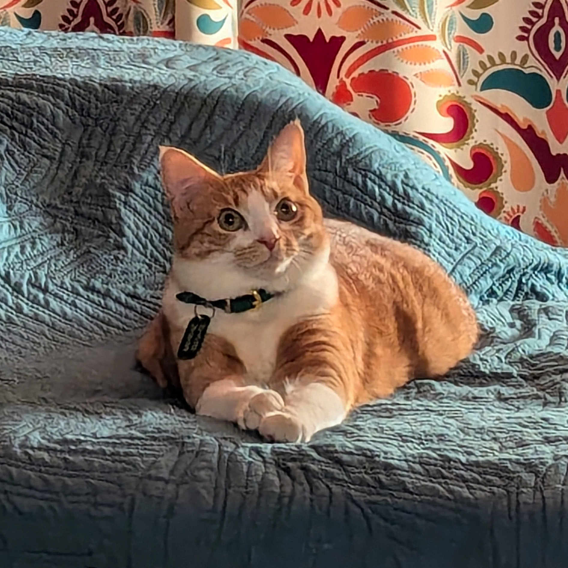Kibiddie joined the competition — help win amazing prizes! alert, animal, blue_quilt, cat, collar, cozy, curtains, cute, feline, fur, home, indoor, orange_cat, patterned_curtains, pet, quilt, relaxed, sitting, tag, white_cat