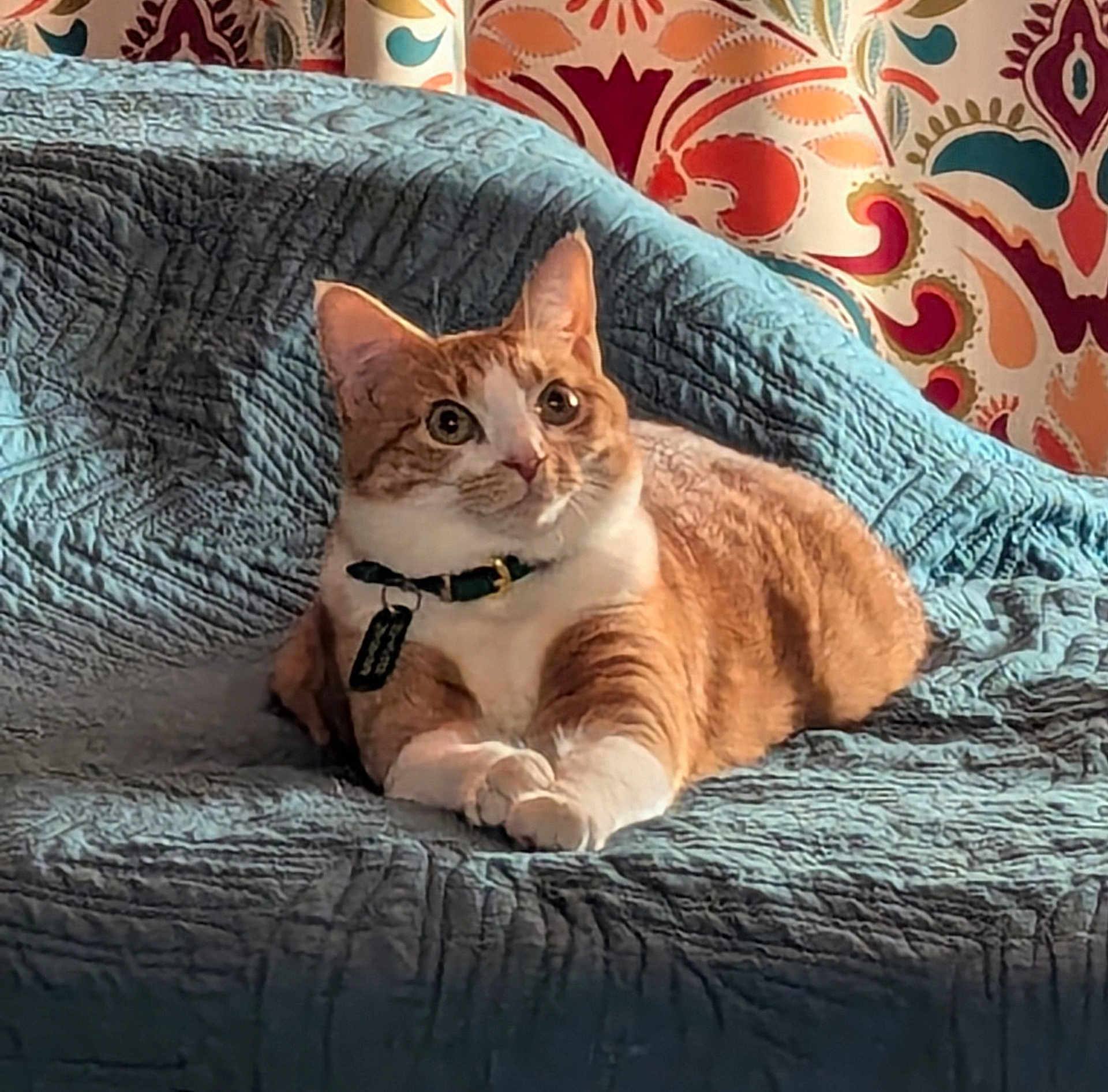 Kibiddie joined the competition — help win amazing prizes! cat, orange_cat, white_cat, pet, indoor, quilt, blue_quilt, curtains, patterned_curtains, cozy, relaxed, feline, collar, tag, fur, animal, cute, alert, sitting, home