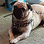 Hondo is registered to the contest to win money with this photo: animal, canine, closeup, companion, cute, dog, domestic_animal, ears, floor, fur, harness, indoor, leash, lying_down, muzzle, paw, pet, portrait, pug, resting