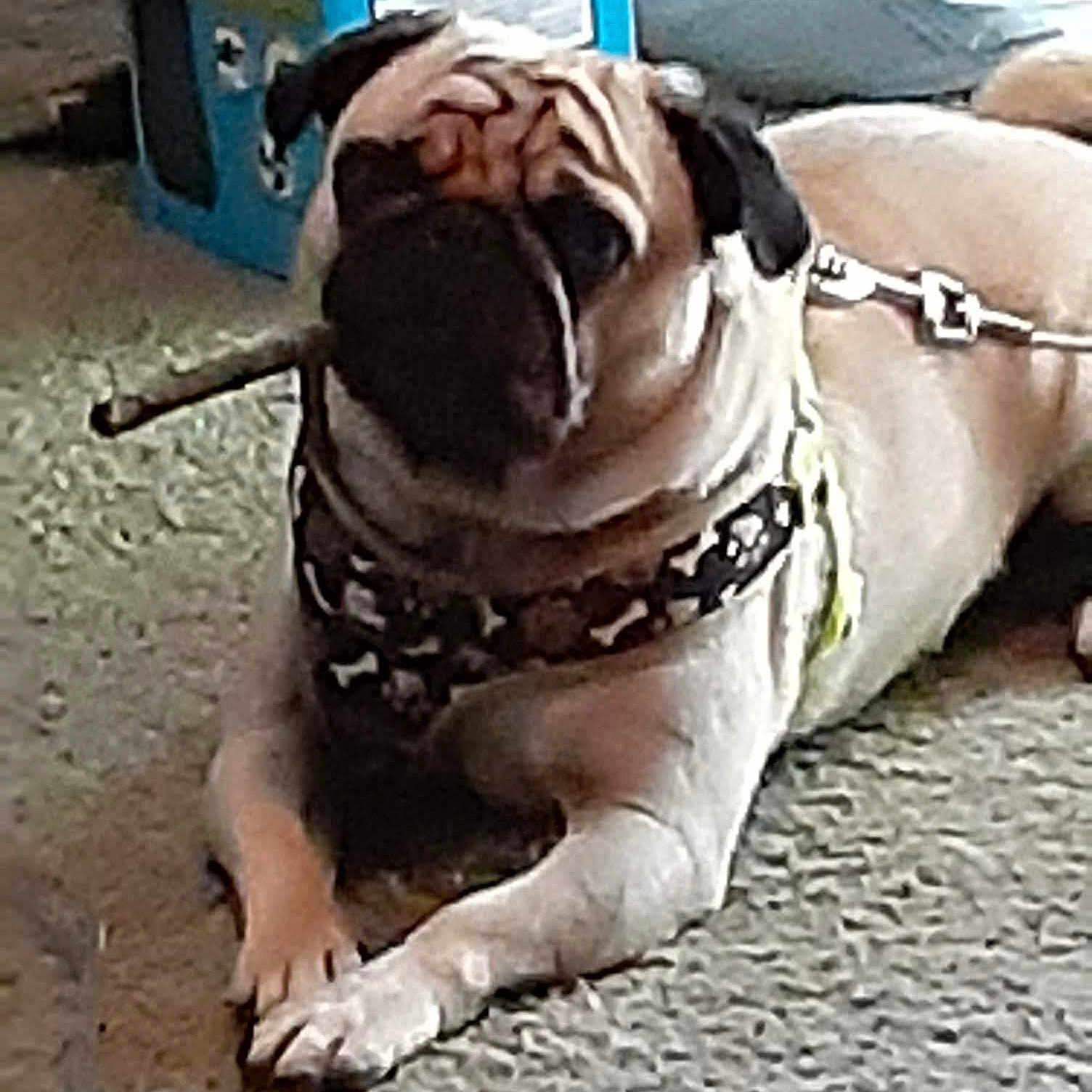 Hondo