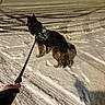 dog, snow, leash, night, street, tire_tracks, harness, person_hand, sidewalk, urban, footprints, shadow, car, bushes, cold, winter, outdoor, walking, animal, dark