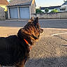 Loulou participe au concours pour gagner de l'argent avec cette photo : dog, canine, pet, outdoor, street, sunlight, harness, fur, animal, daytime, quiet, neighborhood, pavement, blue_sky, shadow, looking_away, walking, leash, curious, alert
