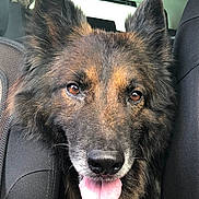 Loulou participe au concours pour gagner de l'argent avec cette photo : dog, canine, pet, animal, tongue_out, car_interior, seat, fur, ears, snout, close_up, happy, brown_eyes, muzzle, portrait, domestic_animal, companion, furry, sitting, vehicle