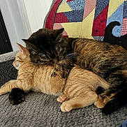 Rosie And Bailey joined the competition — help win amazing prizes! animal, blanket, cat, cats, comfort, couch, cozy, cute, feline, friendship, fur, ginger_cat, indoor, patchwork_quilt, pets, relaxing, resting, sleeping, snuggling, tortoiseshell_cat