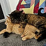 animal, blanket, cat, cats, comfort, couch, cozy, cute, feline, friendship, fur, ginger_cat, indoor, patchwork_quilt, pets, relaxing, resting, sleeping, snuggling, tortoiseshell_cat