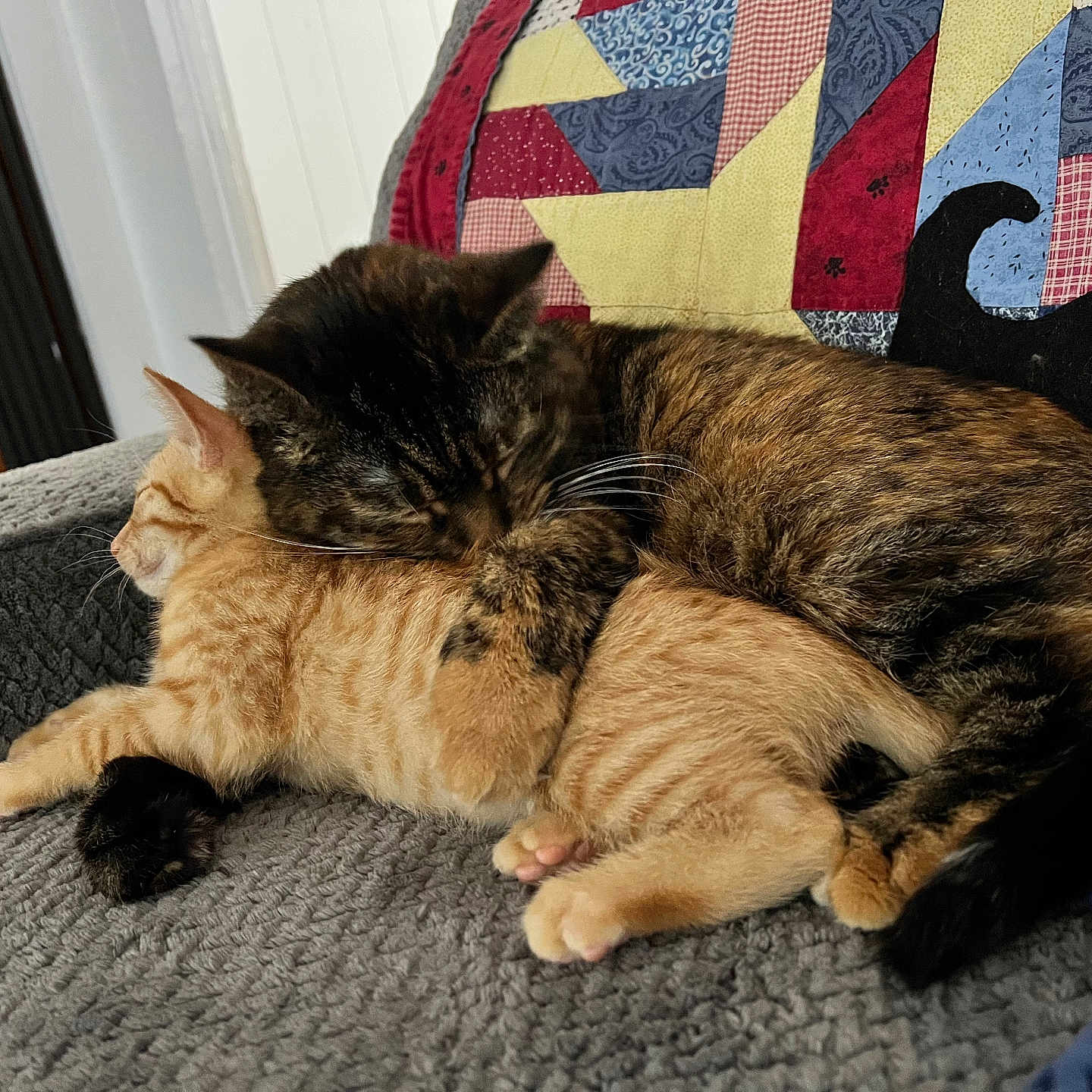 Rosie And Bailey joined the competition — help win amazing prizes! animal, blanket, cat, cats, comfort, couch, cozy, cute, feline, friendship, fur, ginger_cat, indoor, patchwork_quilt, pets, relaxing, resting, sleeping, snuggling, tortoiseshell_cat