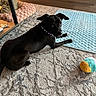 dog, black_dog, pet, animal, lying_down, indoors, rug, carpet, cooling_mat, plush_toy, dog_bed, mirror, floor, home, living_room, collar, blue_collar, relaxed, looking_at_camera, cozy