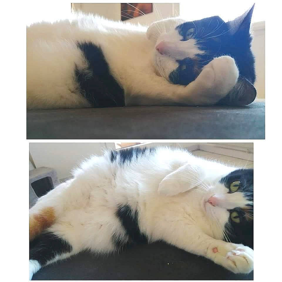 Gipsy participe au concours pour gagner de l'argent avec cette photo : beauty, bed, carnivore, cat, comfort, companion_dog, ear, felidae, fur, mammal, nap, paw, photograph, small_to_medium_sized_cats, snapshot, snout, tail, vertebrate, whiskers, white