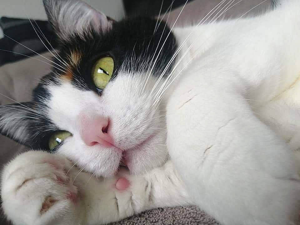 Gipsy participe au concours pour gagner de l'argent avec cette photo : carnivore, cat, claw, comfort, domestic_short_haired_cat, felidae, foot, fur, mammal, nap, nose, paw, sleep, small_to_medium_sized_cats, snout, tail, whiskers