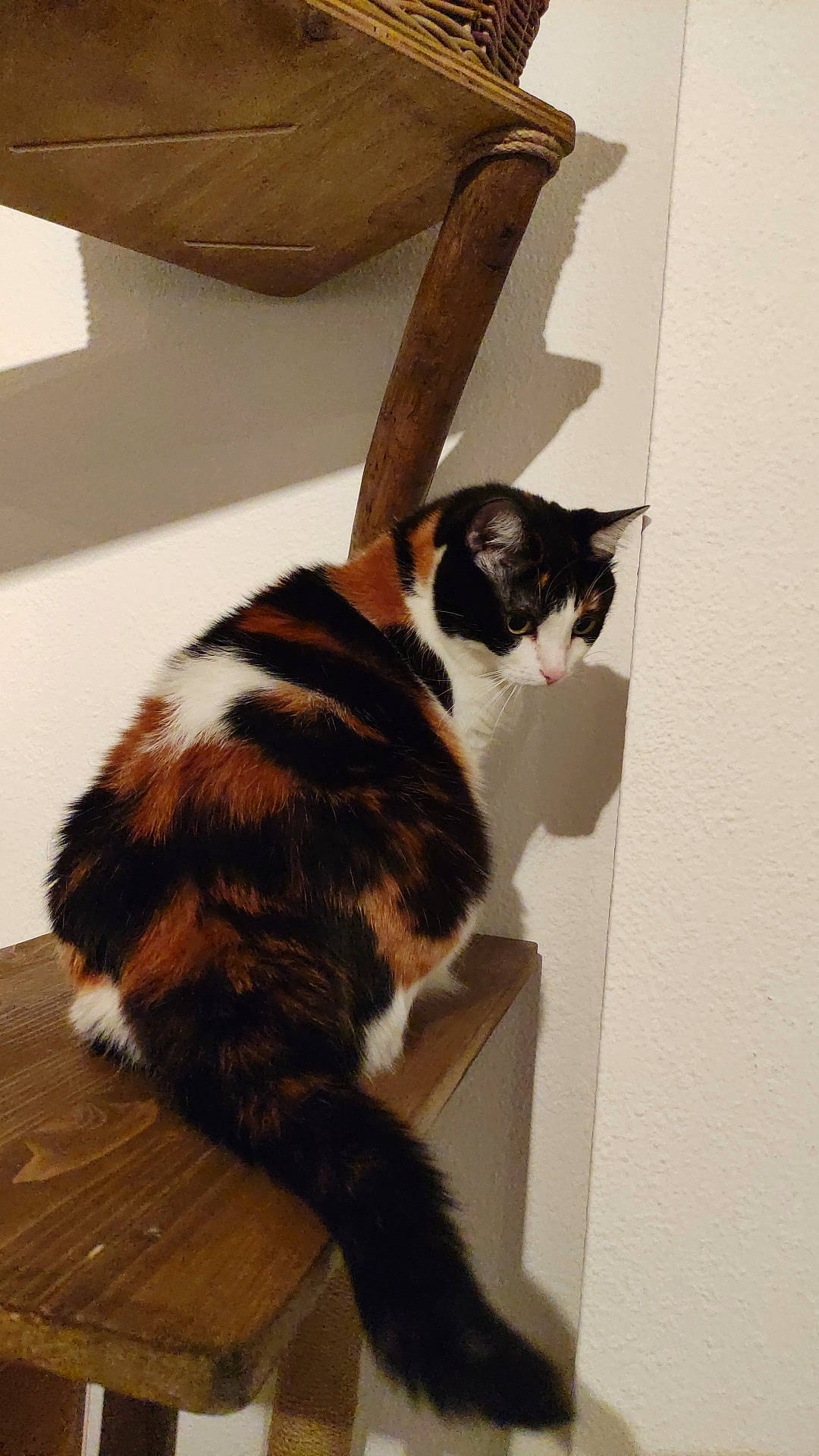 Gipsy a rejoint le concours — aidez-le/la à gagner de superbes lots ! carnivore, cat, comfort, domestic_short_haired_cat, felidae, floor, flooring, fur, hardwood, pet_supply, small_to_medium_sized_cats, tail, terrestrial_animal, whiskers, wood, wood_flooring, wood_stain