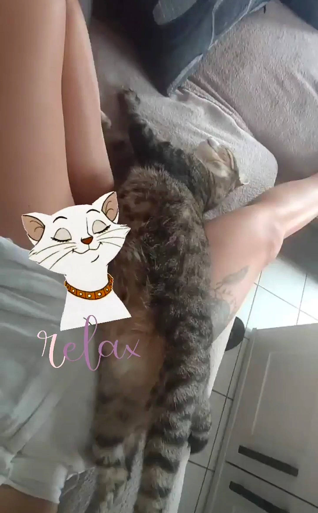 Kity a rejoint le concours — aidez-le/la à gagner de superbes lots ! canidae, carnivore, cat, domestic_short_haired_cat, eyewear, fashion_accessory, fawn, felidae, fictional_character, fur, gesture, human_leg, lap, sitting, small_to_medium_sized_cats, snout, tail, thigh, toy, whiskers