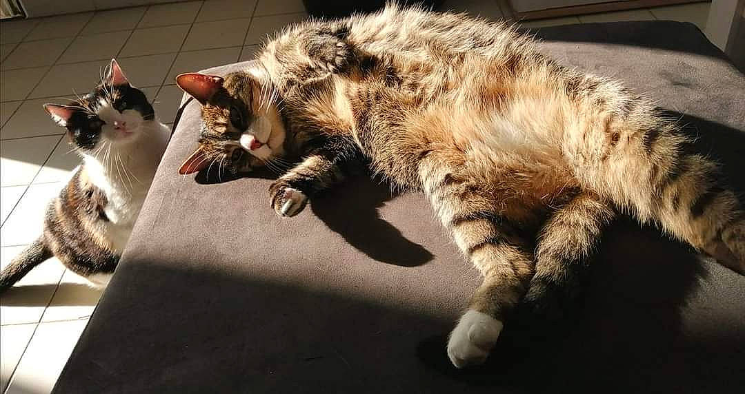 Kity a rejoint le concours — aidez-le/la à gagner de superbes lots ! carnivore, cat, claw, comfort, domestic_short_haired_cat, felidae, fur, nap, paw, sand, sitting, sleep, small_to_medium_sized_cats, snout, tail, terrestrial_animal, whiskers, wildlife, yawn